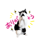 猫のハムスケ__Vo.2（個別スタンプ：24）