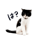 猫のハムスケ__Vo.2（個別スタンプ：25）