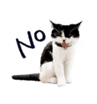 猫のハムスケ__Vo.2（個別スタンプ：26）