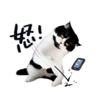 猫のハムスケ__Vo.2（個別スタンプ：27）