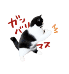 猫のハムスケ__Vo.2（個別スタンプ：29）