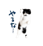 猫のハムスケ__Vo.2（個別スタンプ：30）