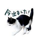 猫のハムスケ__Vo.2（個別スタンプ：31）