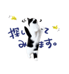 猫のハムスケ__Vo.2（個別スタンプ：33）