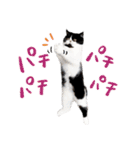 猫のハムスケ__Vo.2（個別スタンプ：34）