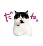 猫のハムスケ__Vo.2（個別スタンプ：36）