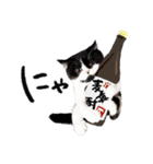 猫のハムスケ__Vo.2（個別スタンプ：37）