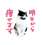 猫のハムスケ__Vo.2（個別スタンプ：38）