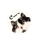 猫のハムスケ__Vo.2（個別スタンプ：39）