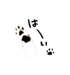 猫のハムスケ__Vo.2（個別スタンプ：40）