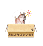 愛しのハスキー（個別スタンプ：6）
