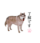 愛しのハスキー（個別スタンプ：11）