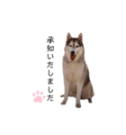愛しのハスキー（個別スタンプ：13）