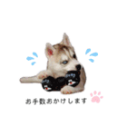 愛しのハスキー（個別スタンプ：21）