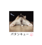 愛しのハスキー（個別スタンプ：38）