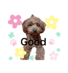きなこわんわん（個別スタンプ：3）