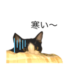ハチワレ猫ねおくん（個別スタンプ：8）