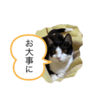 ハチワレ猫ねおくん（個別スタンプ：10）