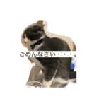 タウザー時々こむ（個別スタンプ：4）
