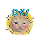 猫ネコっこ（個別スタンプ：6）