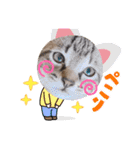 猫ネコっこ（個別スタンプ：13）