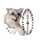 猫ネコっこ（個別スタンプ：15）
