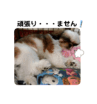 我が家のシーズー犬もじゃ 21（個別スタンプ：2）