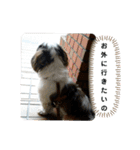 我が家のシーズー犬もじゃ 21（個別スタンプ：3）