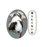 我が家のシーズー犬もじゃ 21（個別スタンプ：4）
