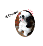 我が家のシーズー犬もじゃ 21（個別スタンプ：5）