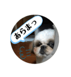 我が家のシーズー犬もじゃ 21（個別スタンプ：6）