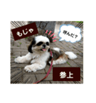 我が家のシーズー犬もじゃ 21（個別スタンプ：9）
