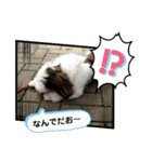 我が家のシーズー犬もじゃ 21（個別スタンプ：10）