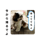 我が家のシーズー犬もじゃ 21（個別スタンプ：11）