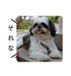 我が家のシーズー犬もじゃ 21（個別スタンプ：12）
