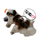 我が家のシーズー犬もじゃ 21（個別スタンプ：13）