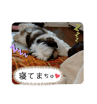 我が家のシーズー犬もじゃ 21（個別スタンプ：14）