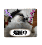 我が家のシーズー犬もじゃ 21（個別スタンプ：19）
