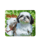 我が家のシーズー犬もじゃ 21（個別スタンプ：20）