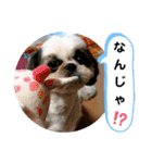 我が家のシーズー犬もじゃ 21（個別スタンプ：21）