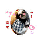 我が家のシーズー犬もじゃ 21（個別スタンプ：22）