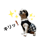 我が家のシーズー犬もじゃ 21（個別スタンプ：24）