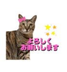ちゃちゃ＆ちょびスタ Vol.1（個別スタンプ：2）