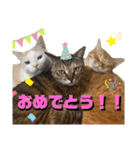 ちゃちゃ＆ちょびスタ Vol.1（個別スタンプ：12）