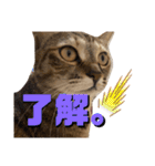 ちゃちゃ＆ちょびスタ Vol.1（個別スタンプ：15）