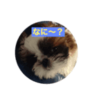 可愛い愉快なシーズ2（個別スタンプ：1）