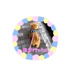 ルカちゃま（個別スタンプ：13）