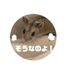 うにすた-日常編1-（個別スタンプ：3）