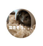 うにすた-日常編1-（個別スタンプ：5）