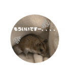 うにすた-日常編1-（個別スタンプ：11）